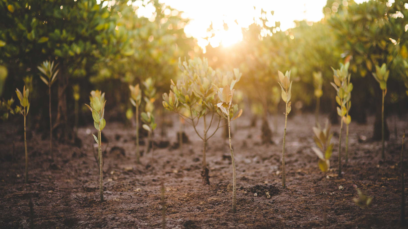 Reforestation – EcoChit USA